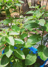 Load image into Gallery viewer, Ashwaghanda tincture