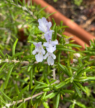 Load image into Gallery viewer, Rosemary Bloom Flower Essence