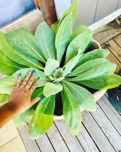 Load image into Gallery viewer, Mullein